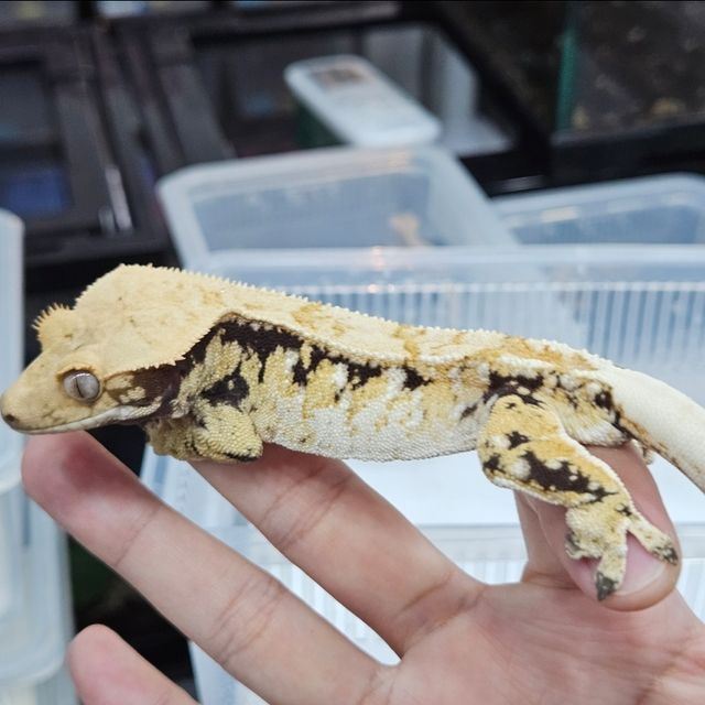 트라이