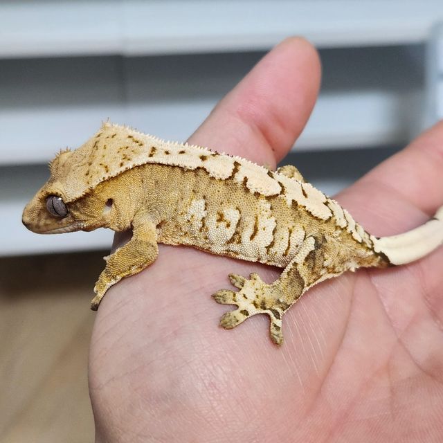 크림시클