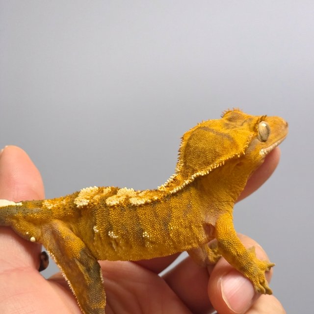 옐로우 텐저린 화이트포트홀 익스트림할리퀸