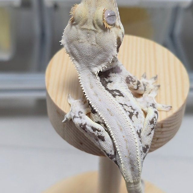 릴리화이트 솔리드백 크림 화이트