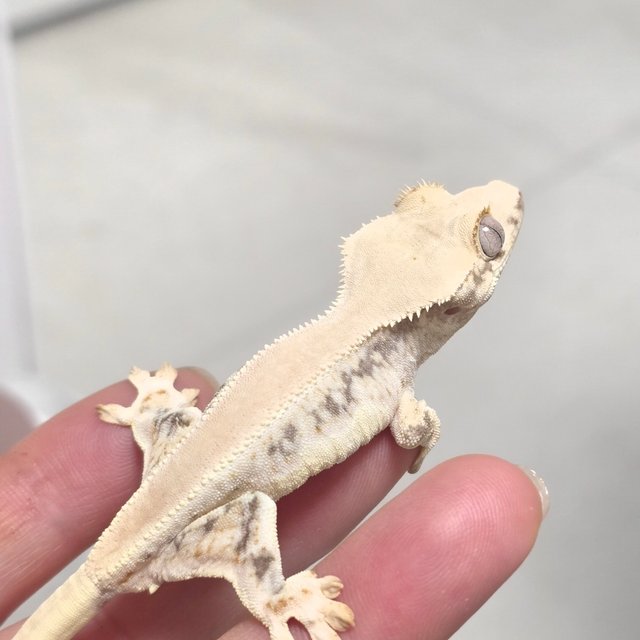 릴리화이트 솔리드백