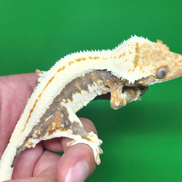 릴리화이트 슈퍼스트라이프 엠티백