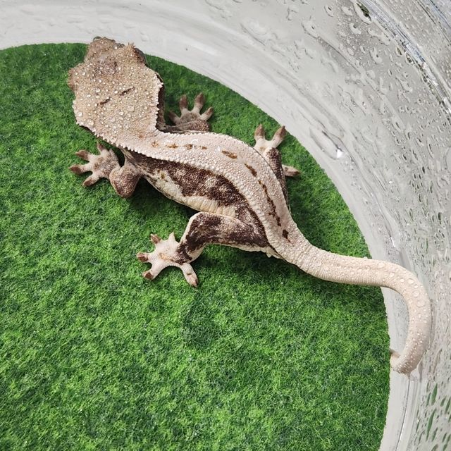 릴리화이트 크림 풀핀