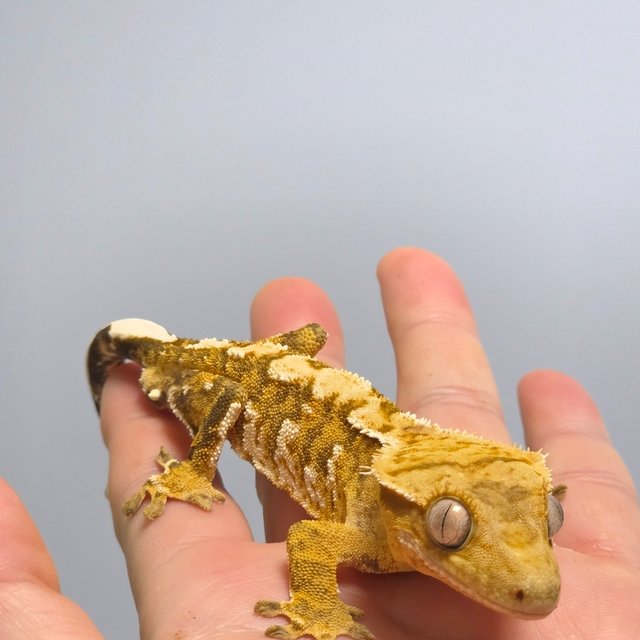 텐저린 옐로우 크림시클