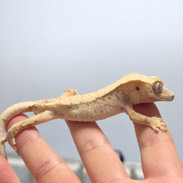 노멀 화이트스팟 드리피