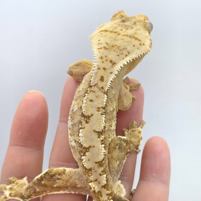 노멀 크림시클 옐로우