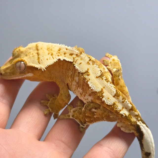 크림시클 옐로우