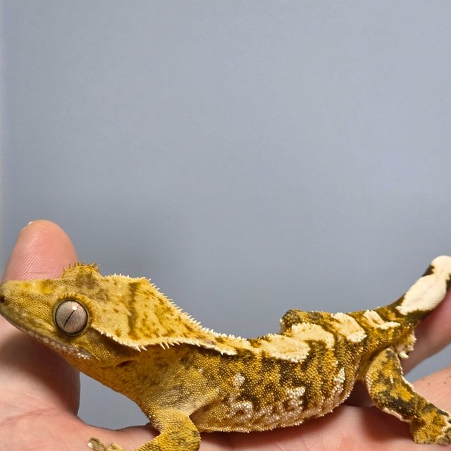 텐저린 옐로우 크림시클