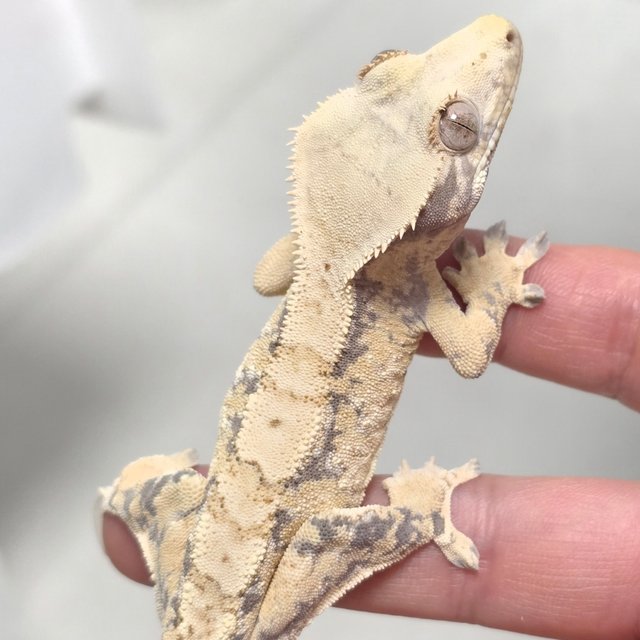 노멀 드리피 화이트스팟 텐저린