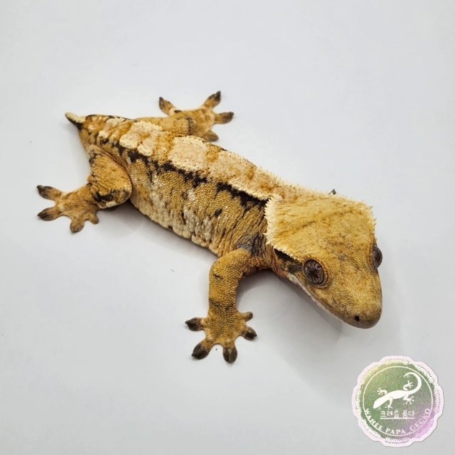 텐저린 노멀 익스트림할리퀸