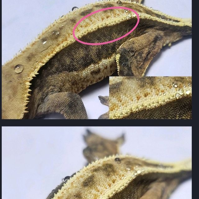 노멀 풀핀 쿼드 다크