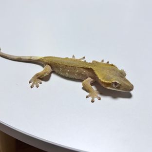 바이 레드