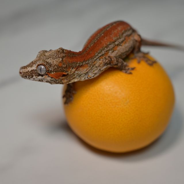 레드 스트라이프