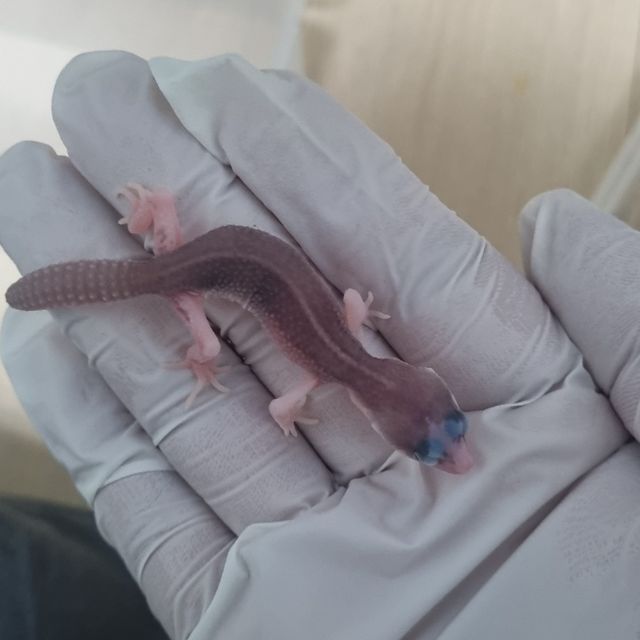 갤럭시
