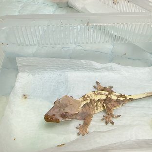 세이블
