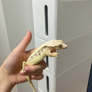릴리화이트