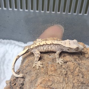 노멀 드리피 화이트스팟 화이트포트홀