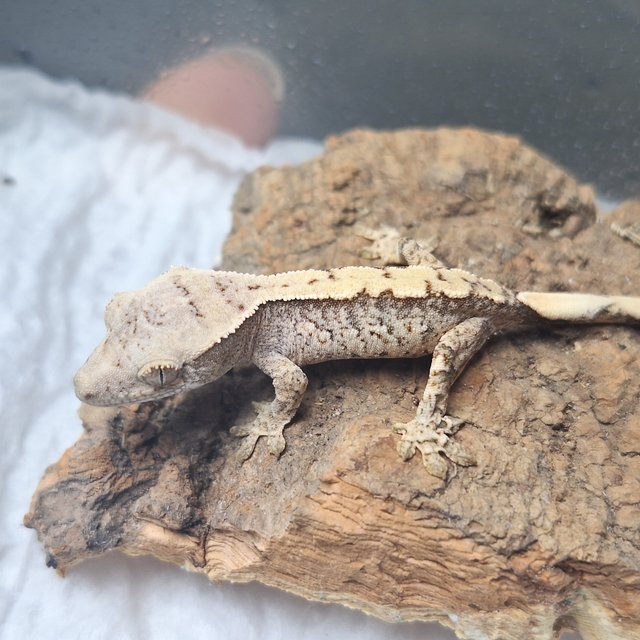 노멀 드리피 화이트스팟 화이트포트홀