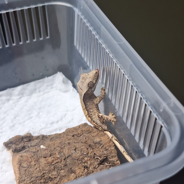 노멀 드리피 화이트스팟 화이트포트홀