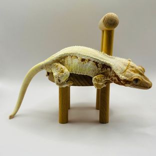 레드 릴리화이트