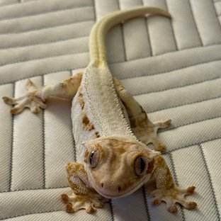 레드 릴리화이트