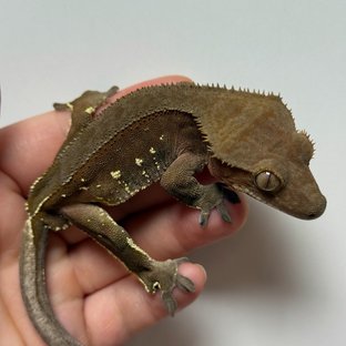 레드 바이 화이트포트홀