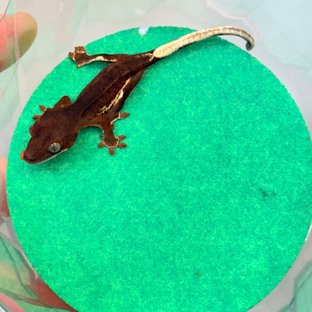 레드 팬텀 릴리화이트