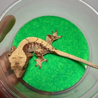 레드 드리피 트라이 익스트림할리퀸