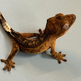 레드 팬텀 100%헷아잔틱