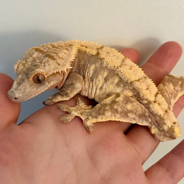 노멀 드리피 레드 화이트스팟 트라이 익스트림할리퀸