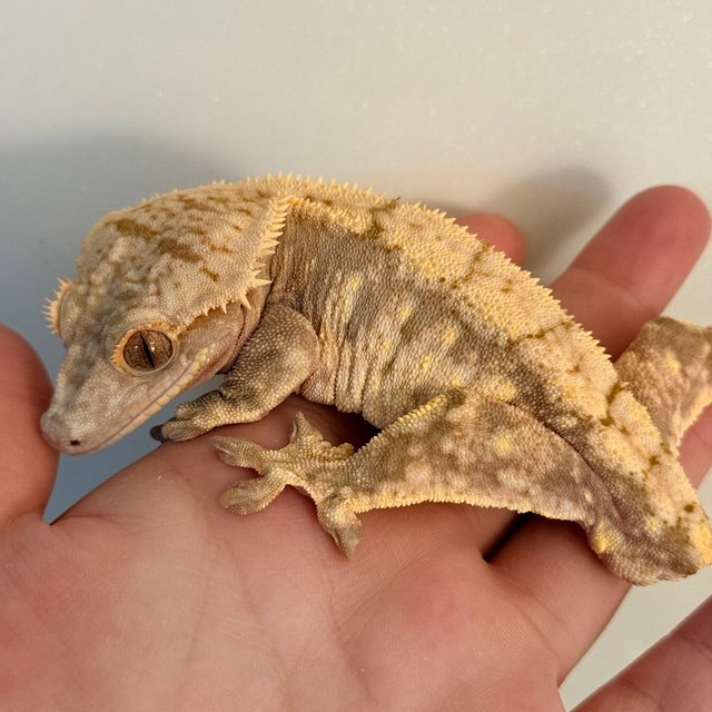 노멀 드리피 레드 화이트스팟 트라이 익스트림할리퀸