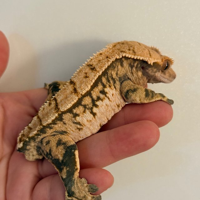 트라이 익스트림할리퀸