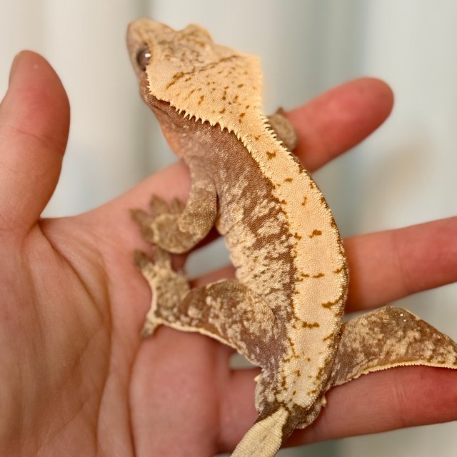 레드 드리피 트라이 익스트림할리퀸