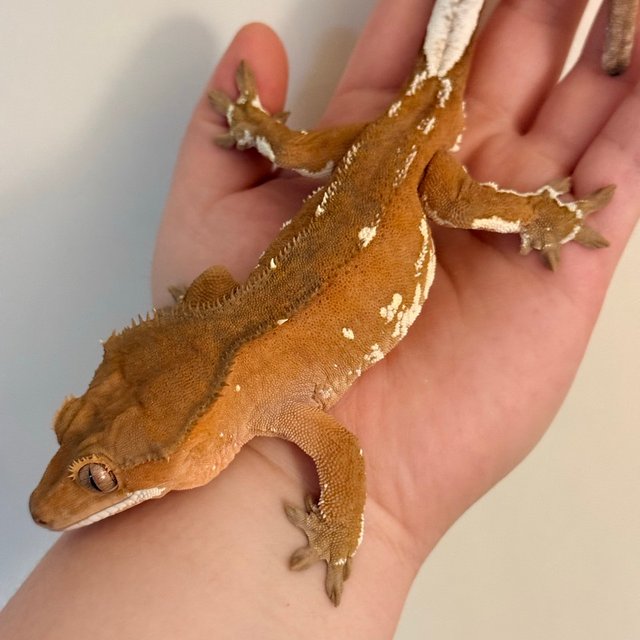 레드 바이 화이트포트홀