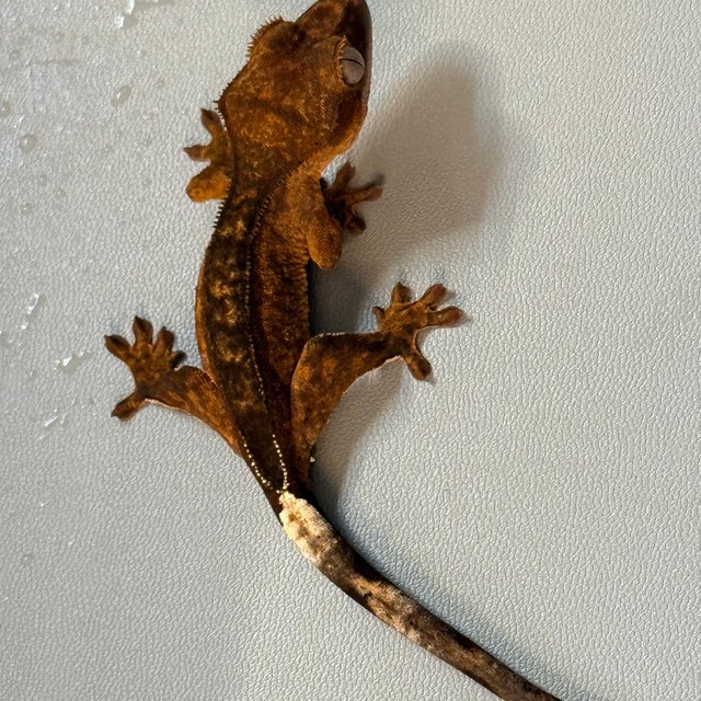 레드 팬텀 100%헷아잔틱