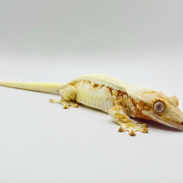 레드 릴리화이트