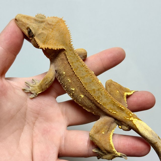 레드 바이 화이트포트홀