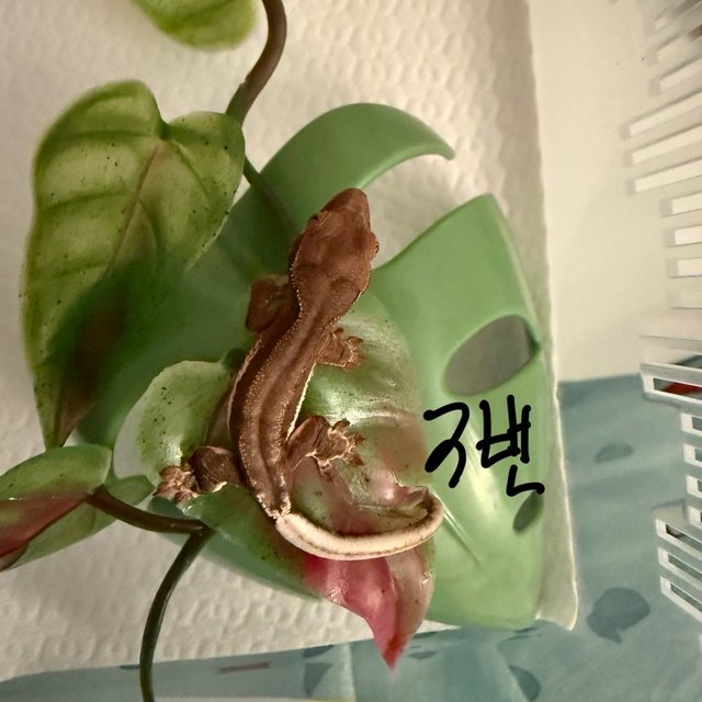 레드 팬텀 릴리화이트