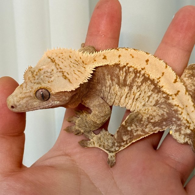 레드 드리피 트라이 익스트림할리퀸