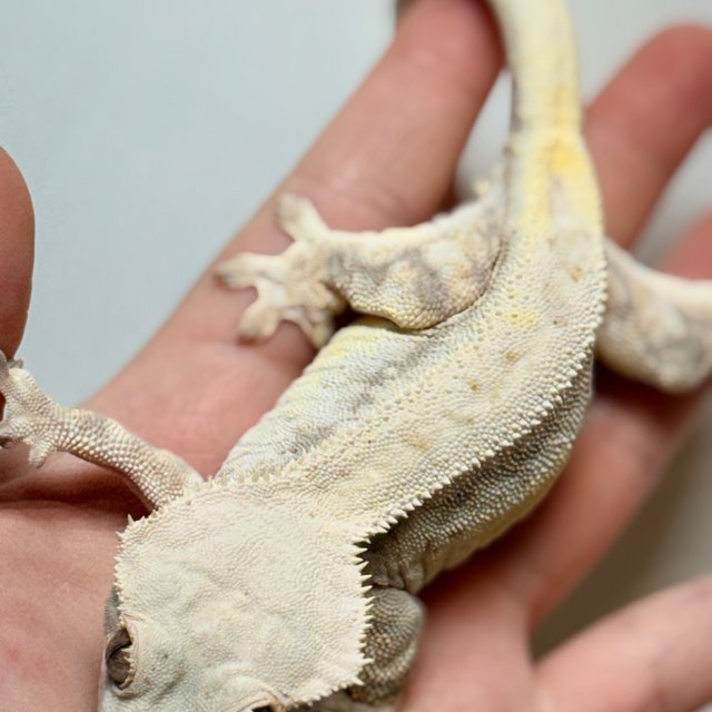 릴리화이트 레드