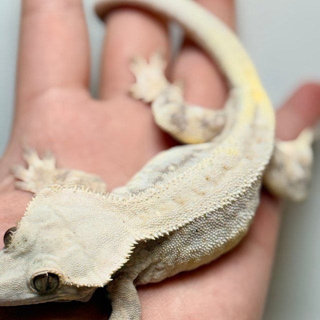 릴리화이트 레드