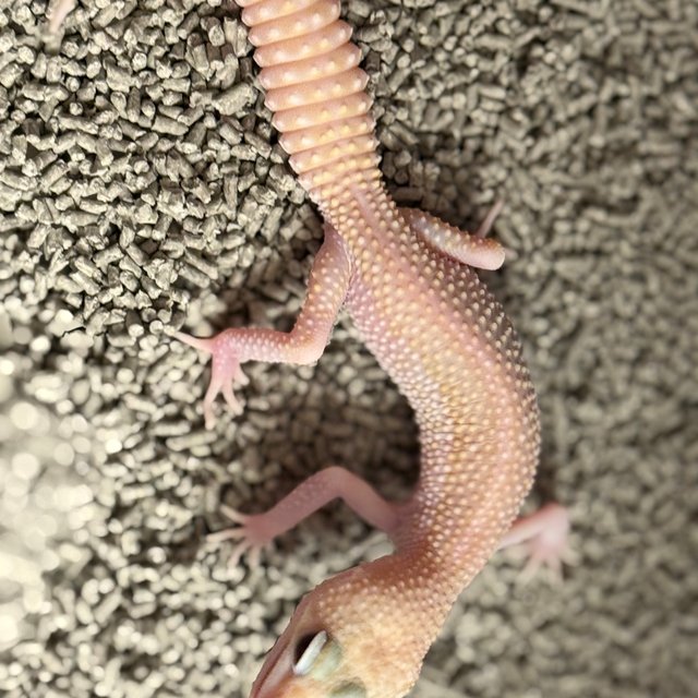 스노우 랩터