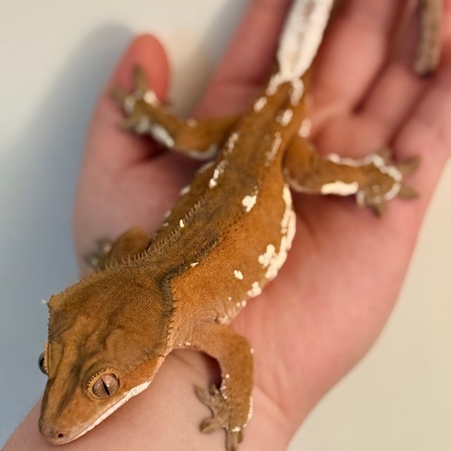 레드 바이 화이트포트홀