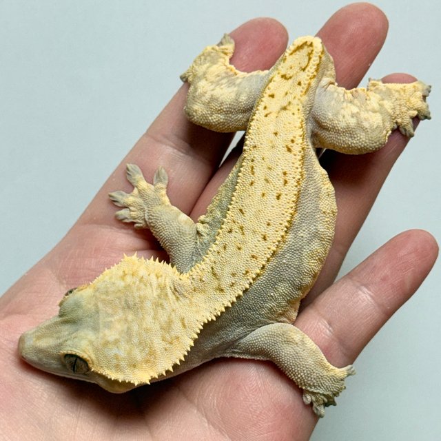 노멀 드리피 핀스트라이프 레드