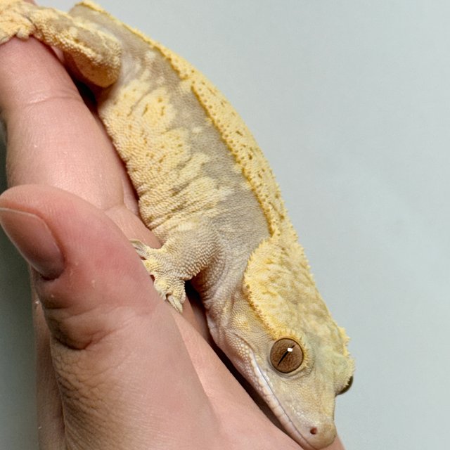 노멀 드리피 핀스트라이프 레드