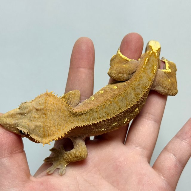 레드 바이 화이트포트홀