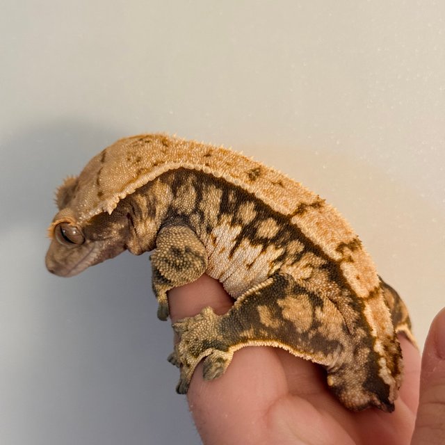 트라이 익스트림할리퀸