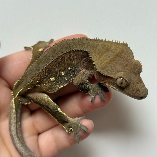 레드 바이 화이트포트홀