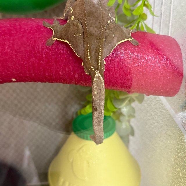 레드 바이 화이트포트홀