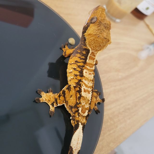 트라이 익스트림할리퀸 텐저린